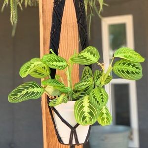 Black macrame plant hanger